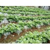 馬鈴薯種植地膜哪里有賣，廣西地膜生產廠家